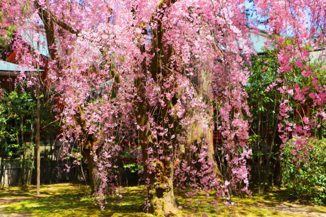 平安神宮春