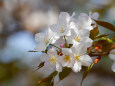 大島桜