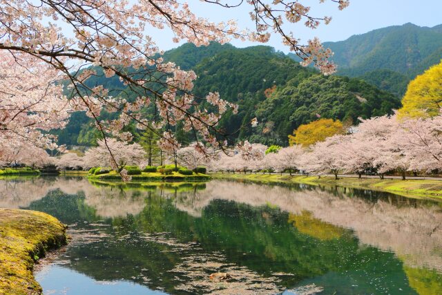 水辺の桜