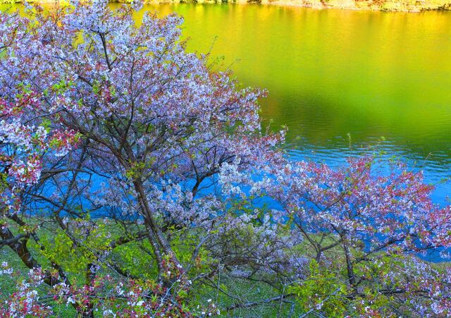 ダム湖と桜