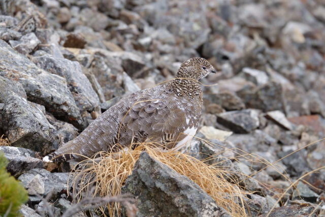 白馬岳の雌雷鳥5