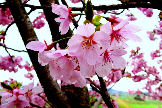 早咲きの桜