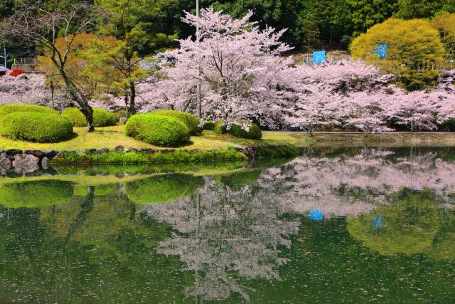 池に映る桜