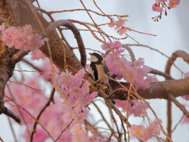 シジュウカラ35