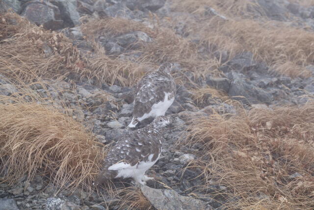 小蓮華山の雌雷鳥