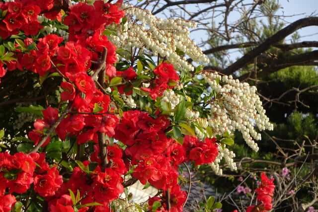 白と赤 馬酔木の花と木瓜の花