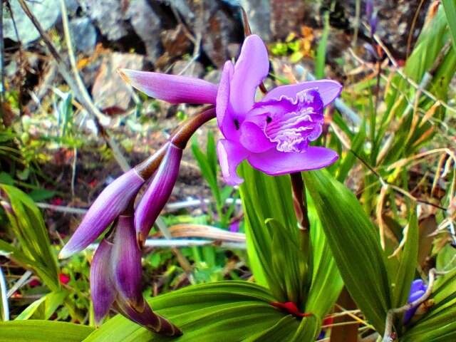 春の花