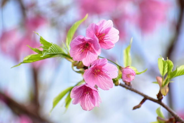 河津桜