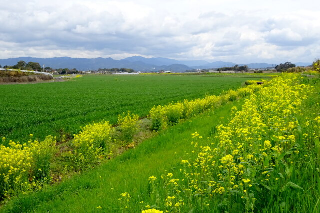 菜の花が咲く春景色