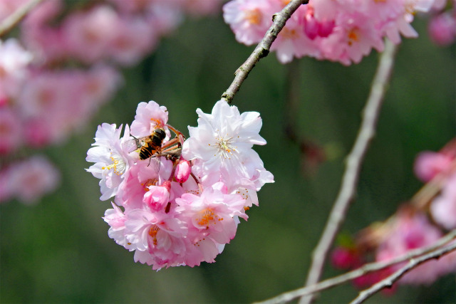 桜の季節 2022