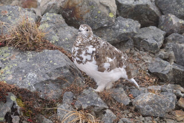 小蓮華山の雌雷鳥2