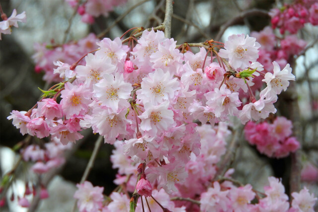 桜の季節 2 2022