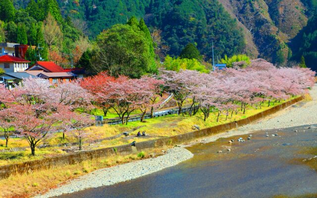 川沿いの桜