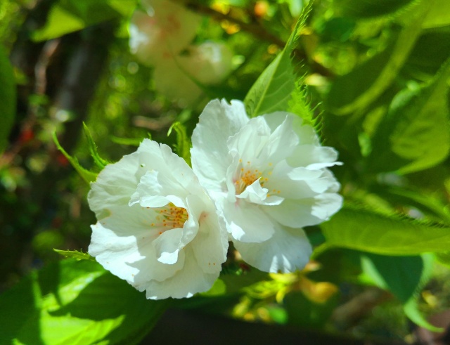 桜の花