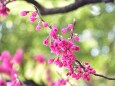 寒緋桜