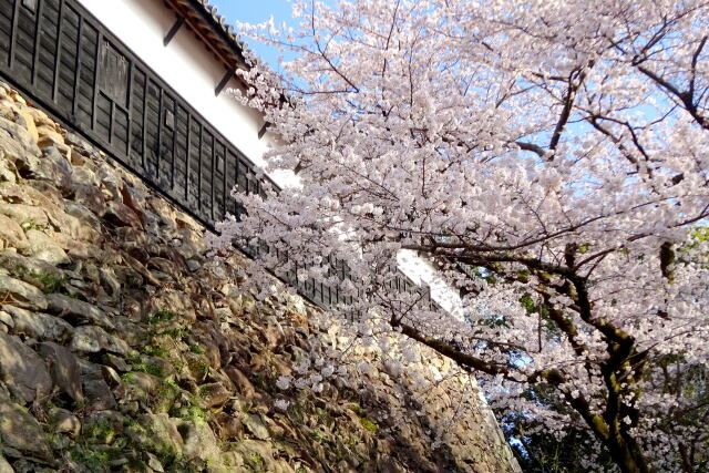 城壁に満開の桜