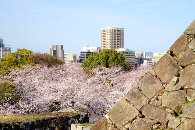 桜が咲いている福岡城址から