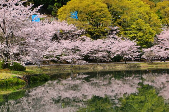 池に映る桜