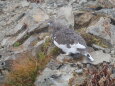 小蓮華山の雄雷鳥