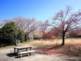 桜の咲く公園