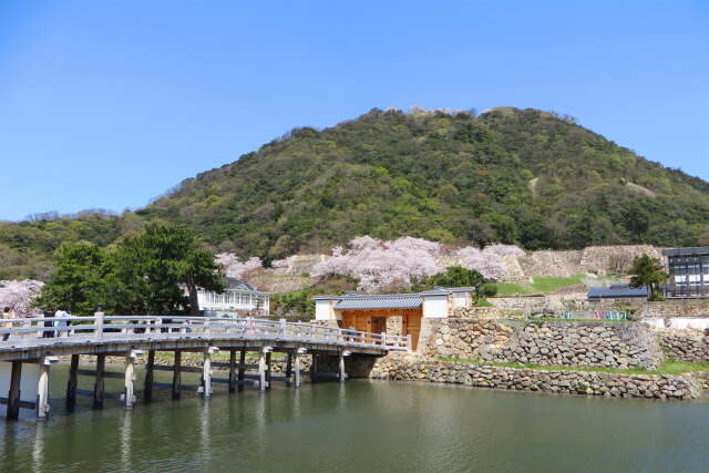 桜の季節 3 鳥取城趾