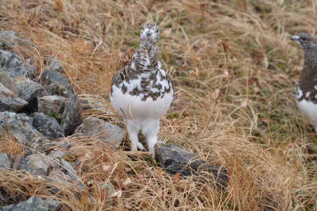 白馬岳の雌雷鳥