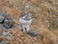 白馬岳の雌雷鳥