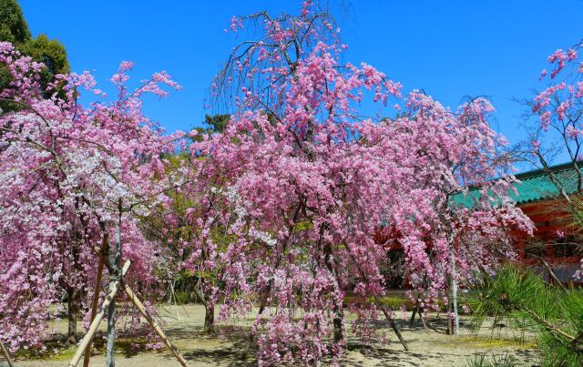 平安神宮春