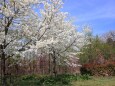 遊歩道に咲く桜