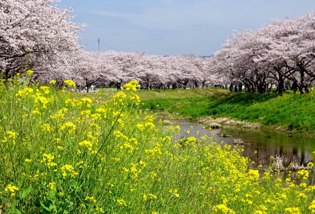 春爛漫の春景色