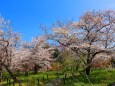 京都府立植物園春