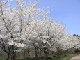 満開の大島桜