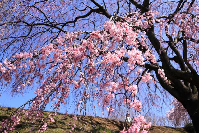 一枝の垂れ桜