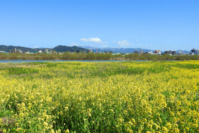 菜の花 春光 6