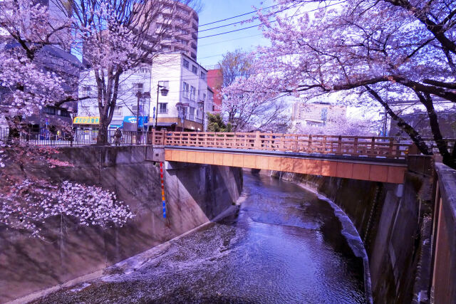 桜咲く板橋～2022