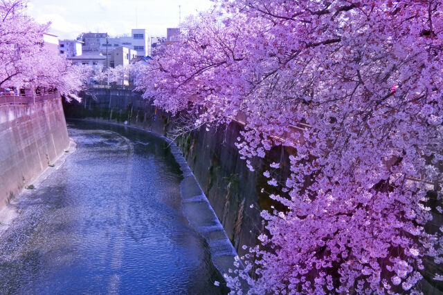 石神井川と桜～2022