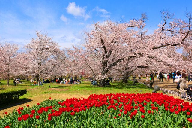 京都府立植物園春