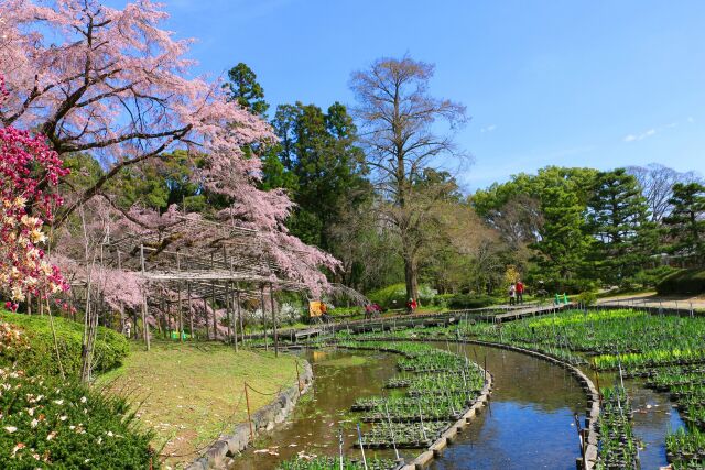 京都府立植物園春