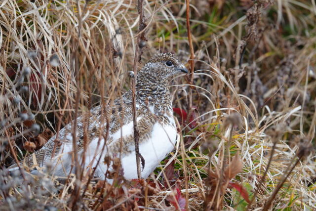 白馬岳のチビ雷鳥3