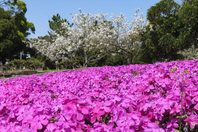 芝桜