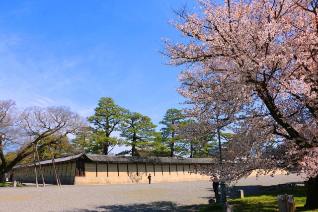 京都御所春