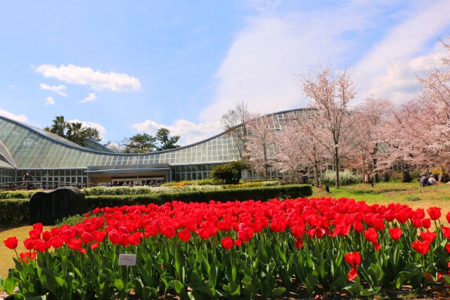 京都府立植物園春