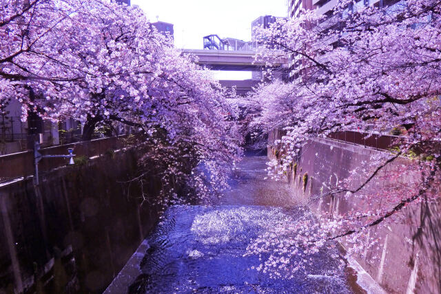 石神井川と桜