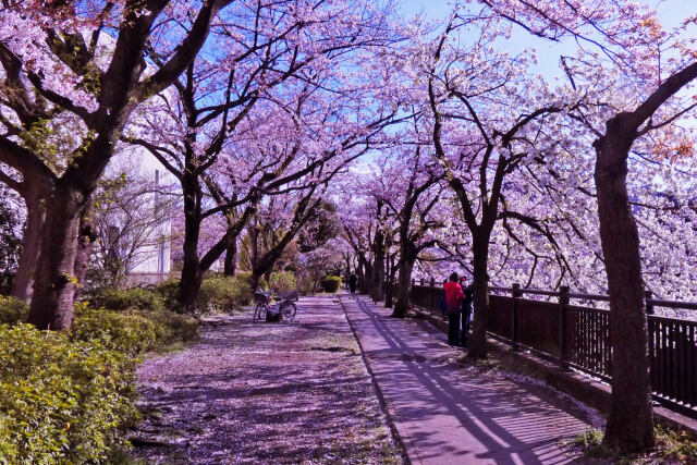 石神井川遊歩道～2022年春