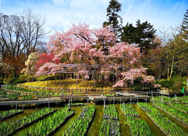 京都府立植物園春