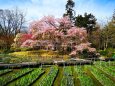 京都府立植物園春