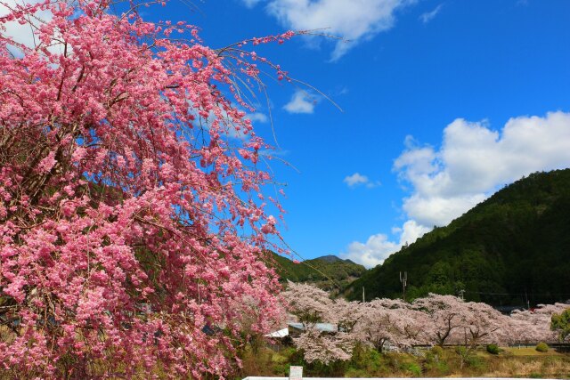 下北山村春