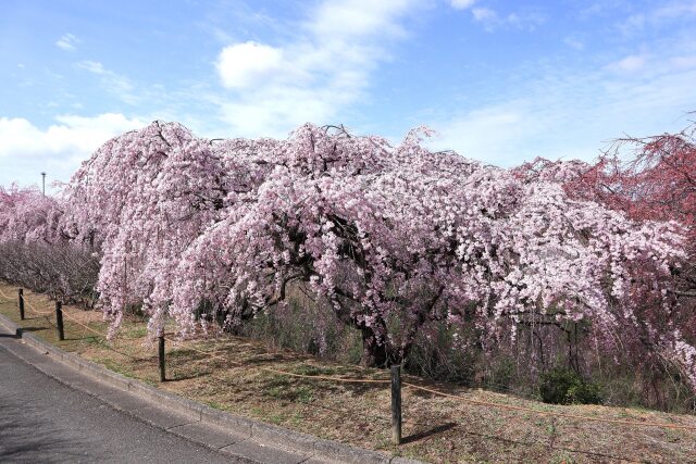 満開の枝垂れ桜-2