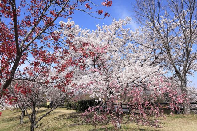 桜の乱れ咲き