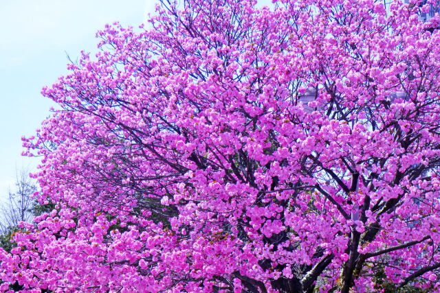 八重桜